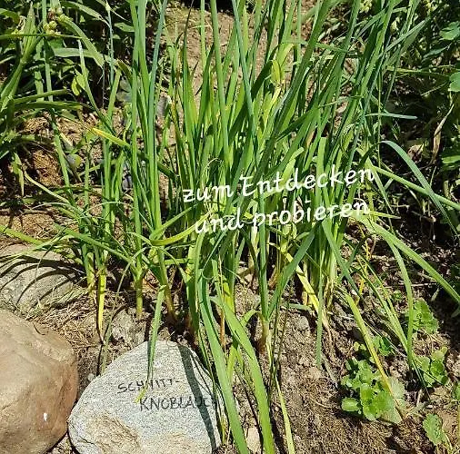 Sonnenstrahl גמונד