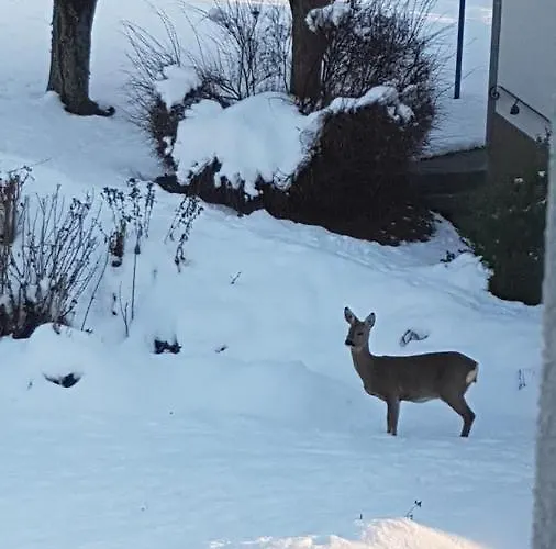 Sonnenstrahl דירה *