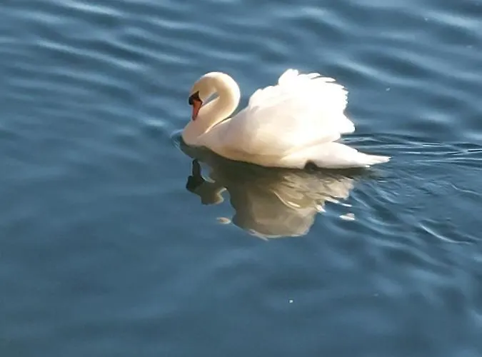 Sonnenstrahl * גמונד